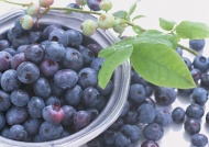 蓝莓果树图片