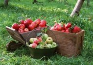 苹果果园图片