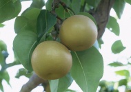 丰水梨果树图片