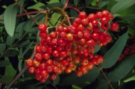 红莓果树图片