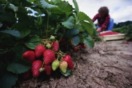 草莓果园图片