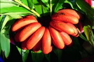 南洋红香蕉图片