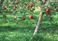 苹果果树图片