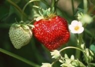 草莓果树图片
