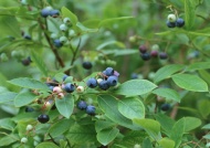 蓝莓果树图片