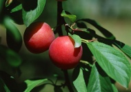 水果果树图片