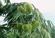 板栗果树图片