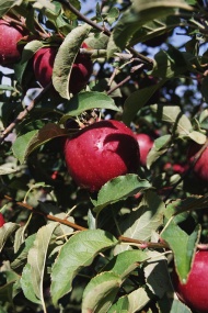 苹果树,果树图片