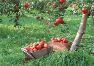 果园苹果树图片