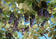 葡萄,葡萄树图片