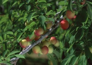 桃树果树图片