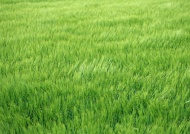 绿色麦田图片