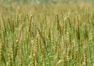 小麦稻田图片