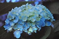 蓝色鲜花图片