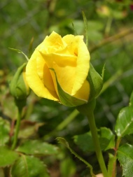 黄色玫瑰图片