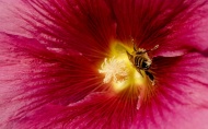 鲜花蜜蜂图片