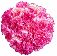 粉色康乃馨图片