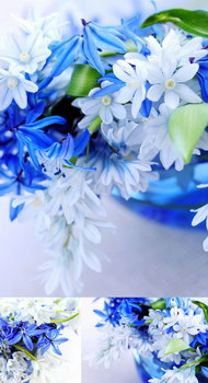 蓝色小花图片
