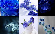 蓝色植物花卉图片