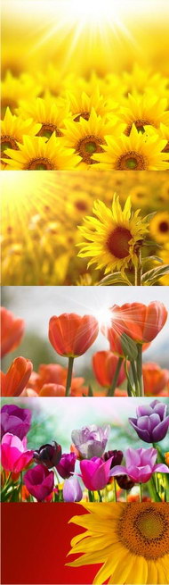 郁金香和向日葵图片