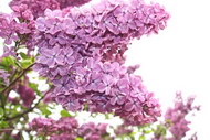 紫色的花05图片