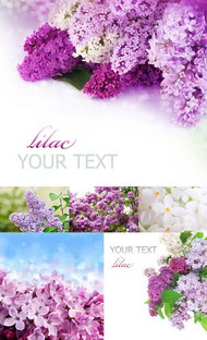 紫色风信子图片