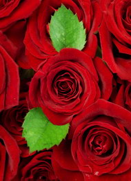 鲜红的玫瑰花系列02图片