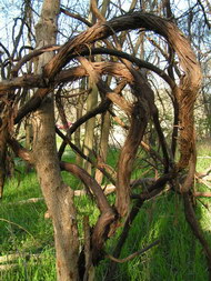 各种形态的树树根图片