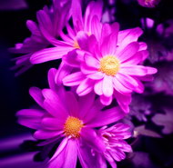 姹紫嫣红的鲜花01图片