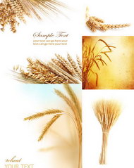 优质麦子麦穗图片集