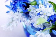 精美蓝色花朵01图片