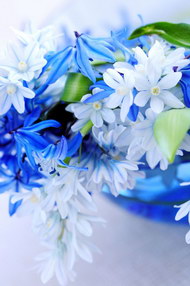 精美蓝色花朵02图片