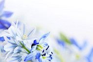 精美蓝色花朵03图片