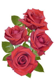 娇艳的红色玫瑰花04图片