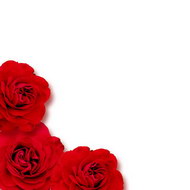 娇艳的红色玫瑰花01图片