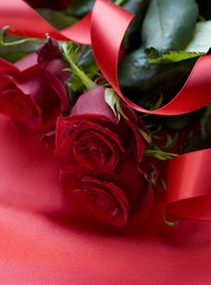 鲜红的玫瑰花系列09图片