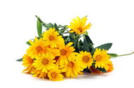 鲜美的黄色菊花图片