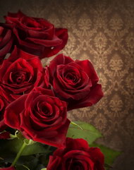 鲜红的玫瑰花系列06图片