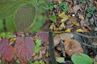 丛林蘑菇系列三图片