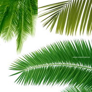 椰子树树叶特写图片(3P)