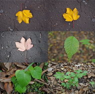 秋风扫落叶系列三图片