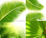 椰子树树叶特写图片(4P)