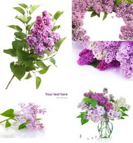 紫色的花卉图片(非原创作品)