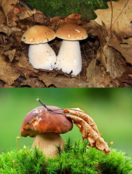 蘑菇图片3