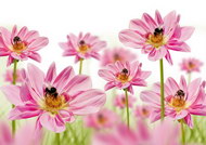 粉色小花与蜜蜂图片