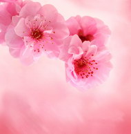粉粉桃花图片