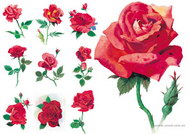 水彩风格玫瑰花图片红玫瑰(10P)