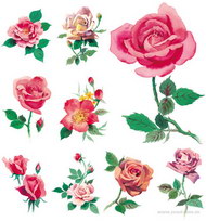 水彩风格玫瑰花图片粉玫瑰(9P)