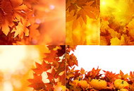 5张秋天的树叶图片