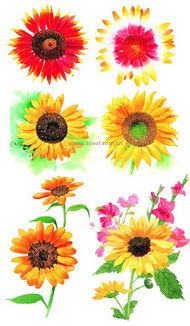 6朵水彩风格向日葵图片